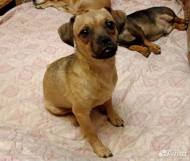 Маленькая собачка Лона в поисках дома