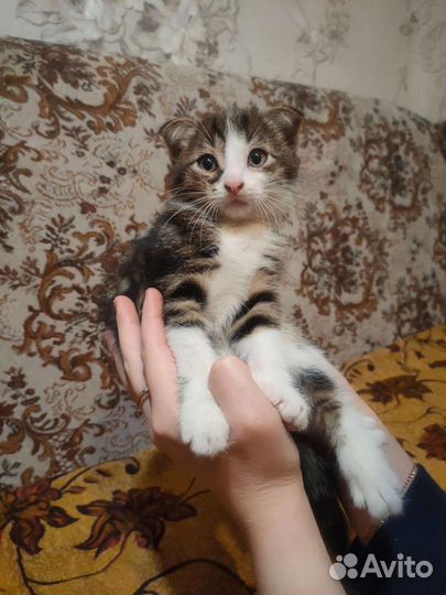 Вислоухие котята бесплатно в добрые руки