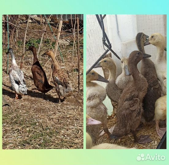 Утки Индийский бегунок