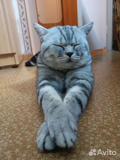 Шотландский кот на вязку