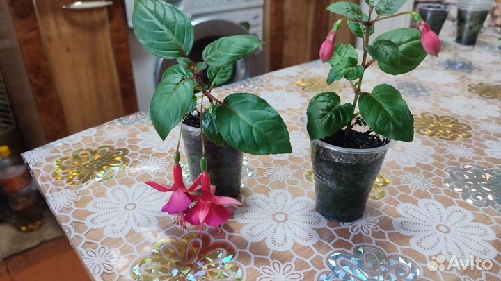 Цветы фуксии