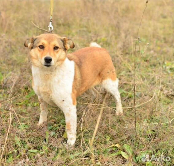 Собака Софа