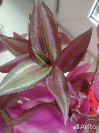 Традесканция укорененная