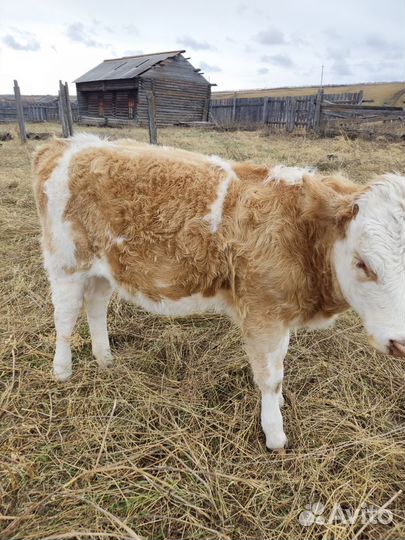 Продаются телята
