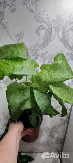 Калатея нетворк. Орбифолия. Инзигма. Кеннеди
