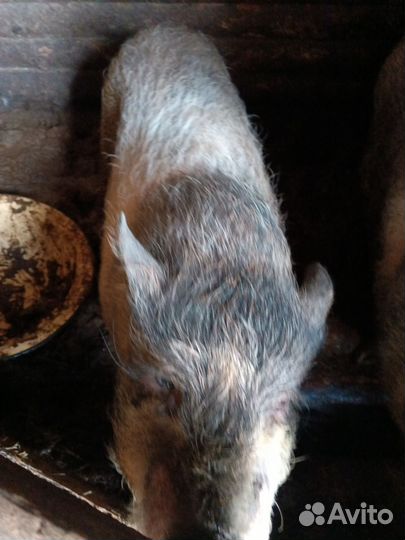 Свинки и хряк