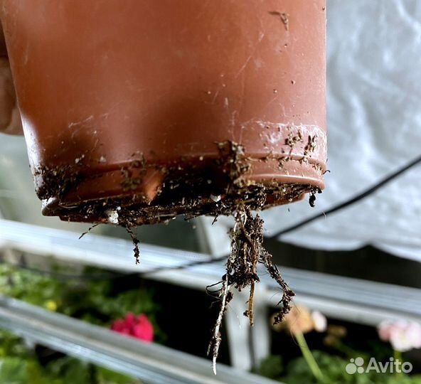 Пеларгония новинка Eva Royalty