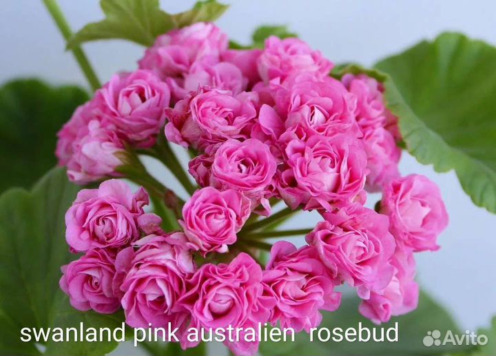 Пеларгония герань сортовая