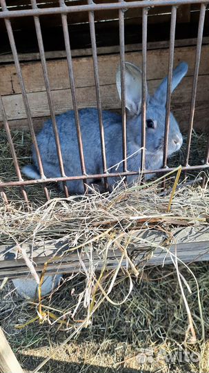 Продаются крольчата