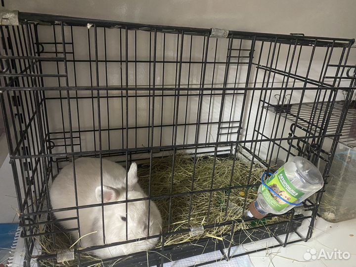 Клетка для собак, кошек в аренду