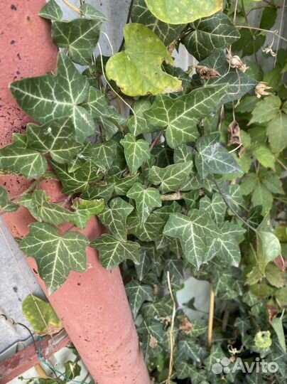 Плющ,почвопокровники