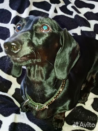 Карликовая такса