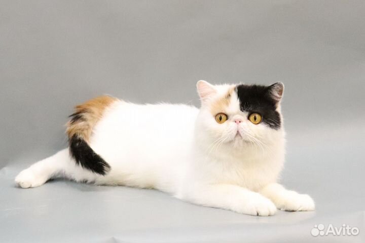 Персы и экзоты из питомника