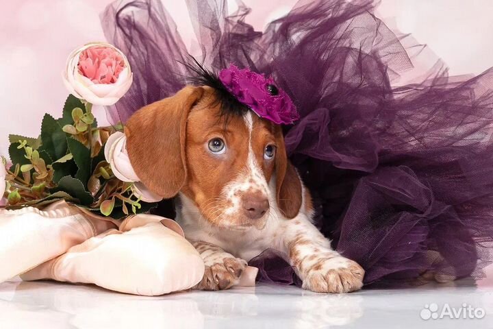 Такса стандартная окрас Пайболд