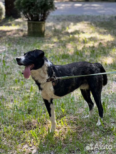 Добрейший пёс Юпитер ищет дом