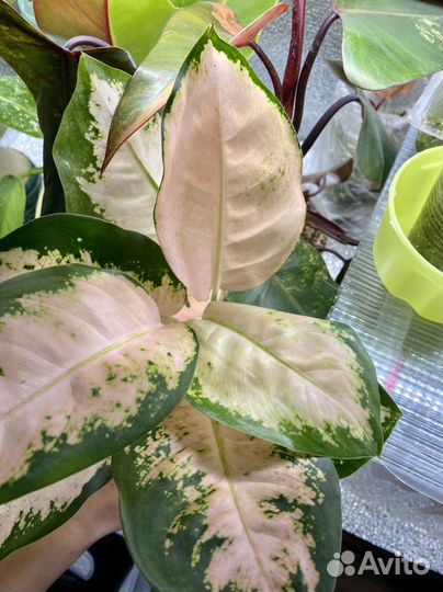 Аглаонема пинк кочин Neon