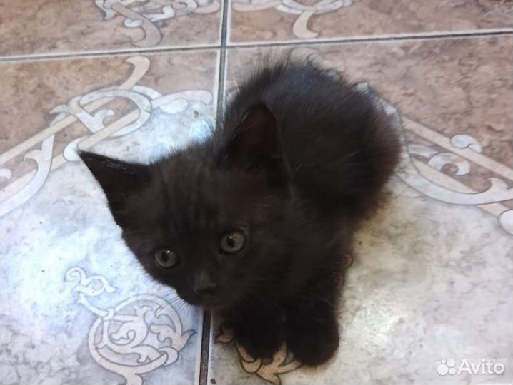 Котят в добрые руки