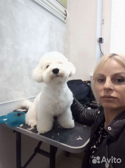 Стрижка собак