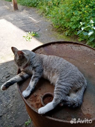 Кошечка в добрые руки