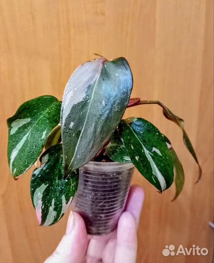 Филодендрон Розовая Принцесса