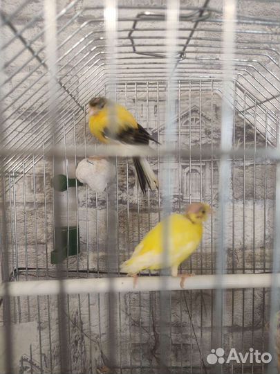 Кенар и канарейка