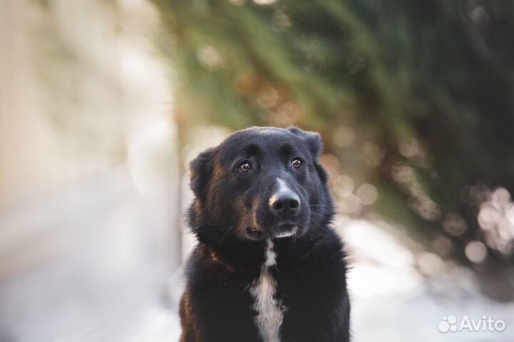 Метис русско-европейской лайки в добрые руки