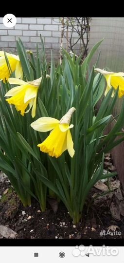 Луковицы гладиолусов, нарциссов и клубни ирисов