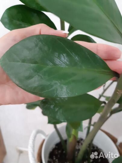 Замиокулькас