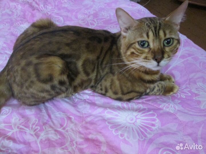 Домашняя передержка кошек