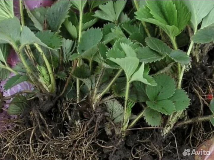 Рассада клубники