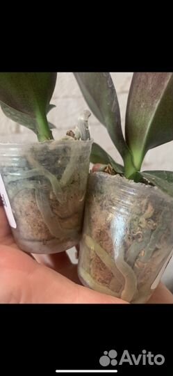 Орхидея биглип Пинк коралл