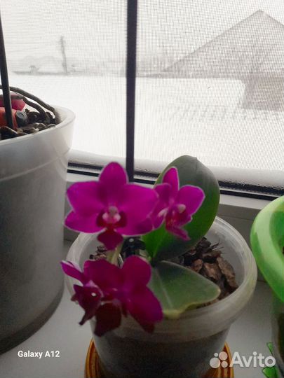 Орхидея похучая