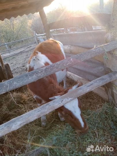Корова стельная дойная шестой месяц бычок домашний
