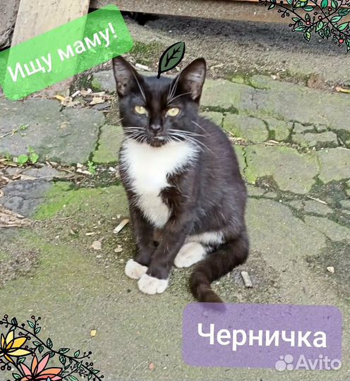 Котенок Черничка ищет дом