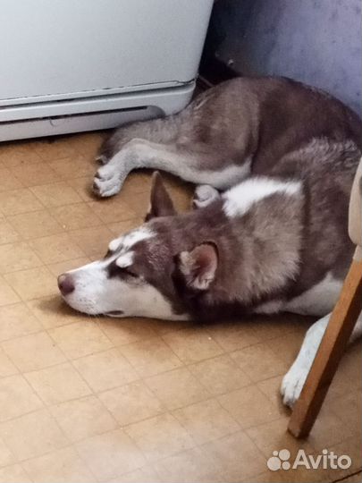 В добрые руки собака,порода Хаски