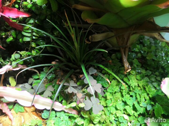 Палюдариум большой