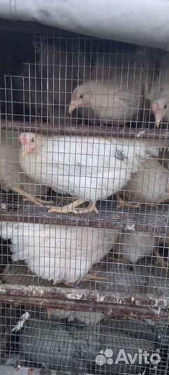 Куры молодки