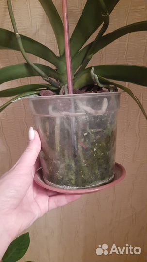 Орхидея фаленопсис