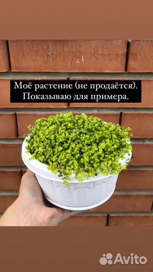 Солейролия (жёлтая)
