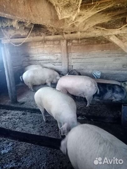 Молодые свиньи и бараны