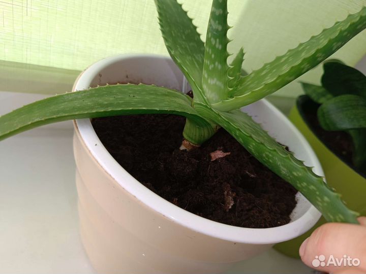 Алоэ-вера толстый лист