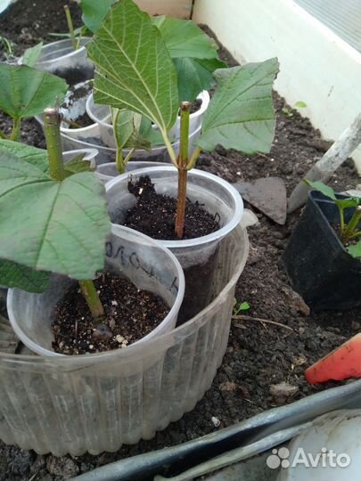 Калина бульдонеж