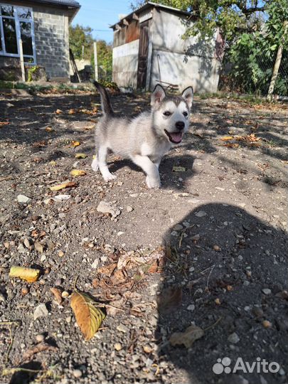 Отдам бесплатно