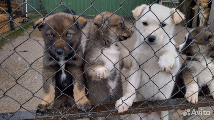 Щенки