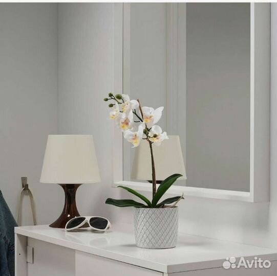 Орхидея фаленопсис Икеа