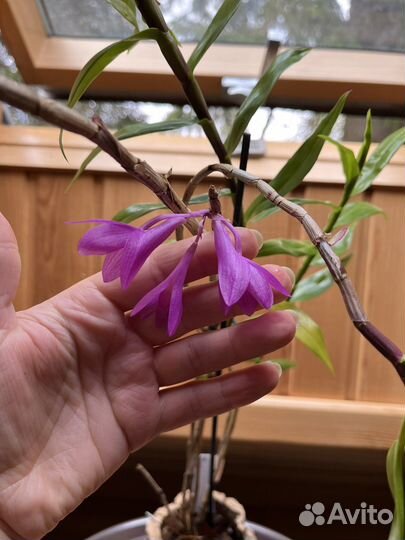 Дендробиум victoria reginae x sulawesiense