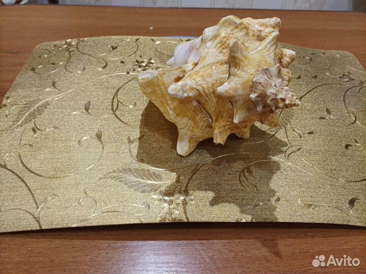 Ракушка морская. Размер 20*14