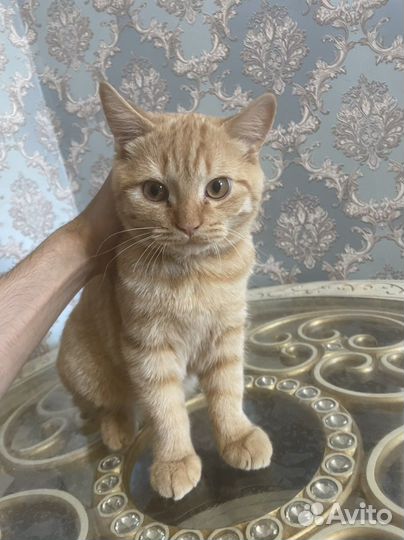 Кот Шотландец