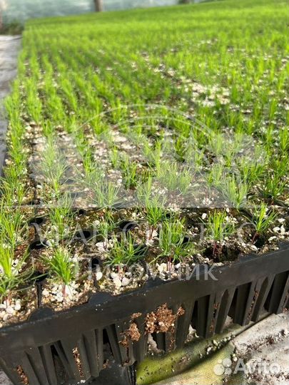 Лиственница Сибирская зкс сеянцы