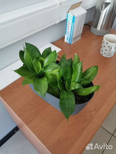 Педилантус и сансевьерия